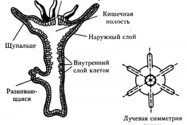 Кракен магазин kraken4am com